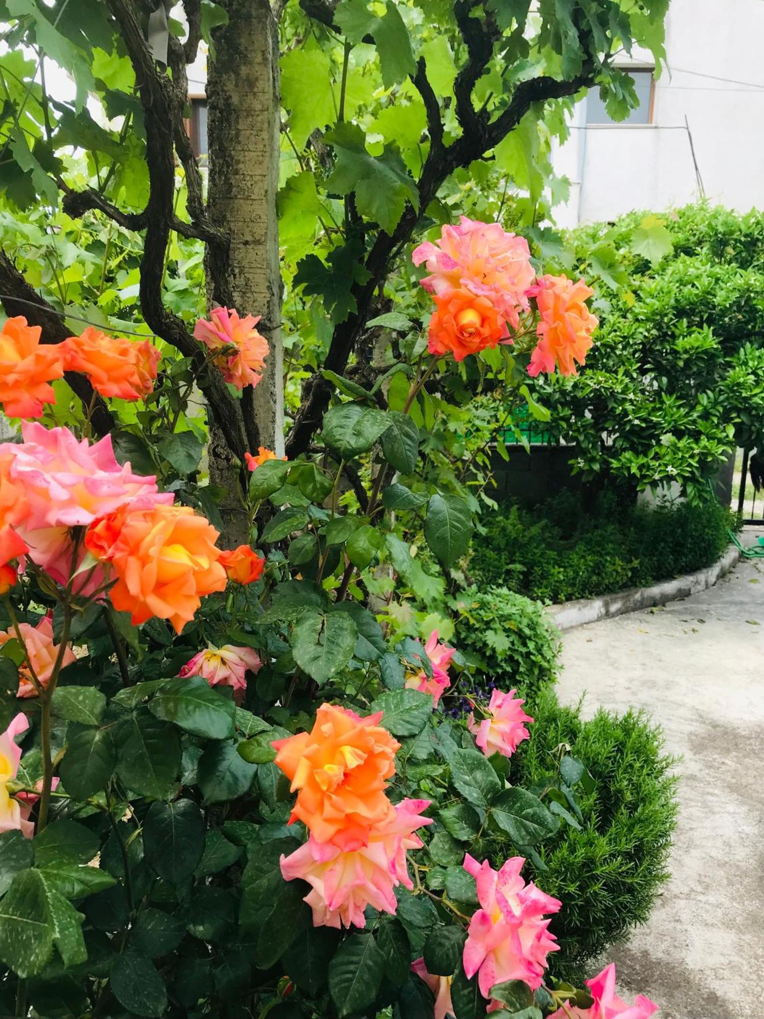 Villa Ajla Δυρράχιο Εξωτερικό φωτογραφία